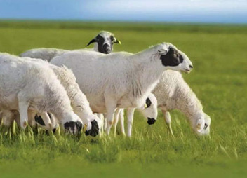 “苏尼特羊”正式成为中国地理标志商标！